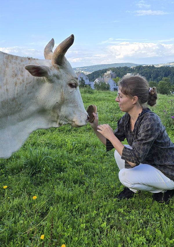 Caring for a cow at Nilam
