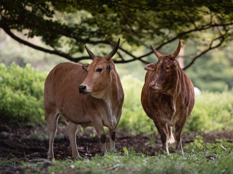 Nilam cows